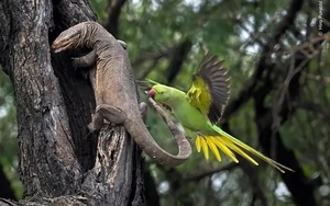 Ngắm những bức ảnh chụp động vật hoang dã đẹp siêu thực