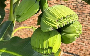 Bỏ tiền mua giống "lạ",  anh nông dân đổi đời vì khách săn mua loại trái cây "không đụng hàng" chưng Tết