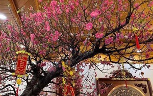 Tết Ngựa 2026: 3 cây nên đặt trong nhà để vạn sự hanh thông, tài lộc không cầu mà tự đắc