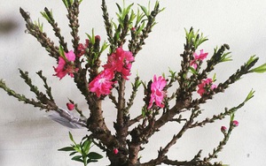 Việt Nam có "vua đào Tết" cực quý hiếm: Không phải đào huyền, đào chuông, được ví như sản vật tiến Vua