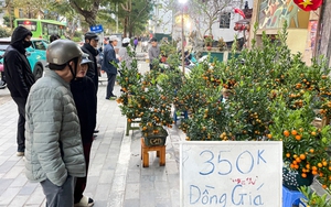 Giữa cao điểm sát Tết 2026, tiểu thương bất ngờ xả đào, quất thu hồi vốn