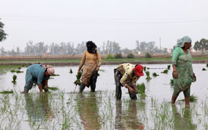 Vừa tuyên bố sẽ tự túc lương thực, khách ruột của gạo Việt lên kế hoạch đẩy mạnh xuất khẩu, 1 triệu tấn sẽ xuất đi những đâu?
