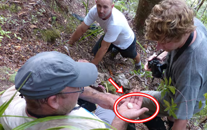 Sau hơn 100 năm bị coi là tuyệt chủng, loài vật này bất ngờ lộ diện qua một quả trứng nhỏ