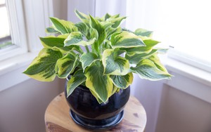 Loại cây nên được trồng ngay bây giờ