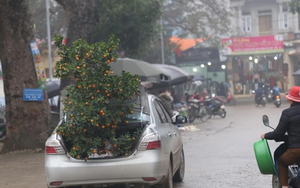 Giữa chợ Tết đông nghịt người, tôi ngượng ngùng để bố vợ nhét cây quất to vào cốp xe mình, kết quả sau đó cay đắng vô cùng