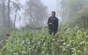 Trồng 346 cây thuốc phiện làm thuốc “chữa bệnh cho lợn, gà”