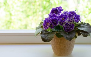 5 loại hoa trưng Tết là "máy lọc sạch khí", đón tài lộc đầu năm