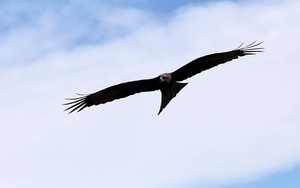 Đại bàng bất ngờ cứu cường kích khỏi drone tấn công