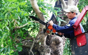 Tỉa cành mọc chặn lối đi, không ngờ là cây quý có giá 3,8 tỷ đồng, hàng xóm sang đòi 180 triệu đồng, tòa tuyên bố: Không cần đền