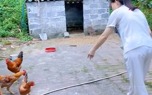 Mang gà sang biếu nhà bác trưởng, vừa mở ra thì gà chạy mất, tôi vội vã đuổi theo và rơi vào cảnh không dám tưởng tượng