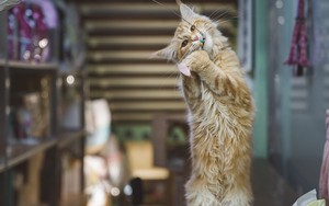 Người đàn ông kiếm được 565 triệu đồng nhờ cho mèo của người khác ăn mấy ngày Tết