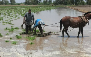 Philippines, Indonesia dừng nhập khẩu, điểm danh loạt doanh nghiệp xuất khẩu gạo vẫn đón tin vui