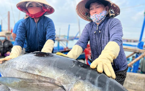 Trúng mùa "kho báu sống" ở đại dương, người dân Đắk Lắk bội thu trước Tết
