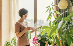 Đừng đặt cây ở 5 vị trí này trong nhà: Tưởng đẹp mà hóa rước họa, nhiều người để rồi mới hối hận