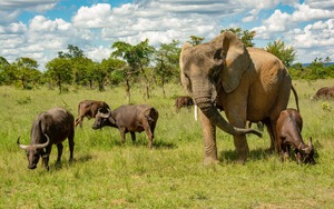 Con voi này tưởng mình là trâu, thậm chí trở thành thủ lĩnh đàn trâu và đã giết chết 14 con trâu đực đến thách đấu
