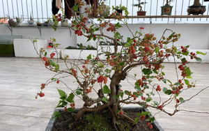 3 loại cây không nên trồng trong năm Bính Ngọ