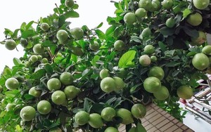 4 loại cây nên trồng tại ban công trong năm Bính Ngọ tăng vượng khí, giúp trường thọ