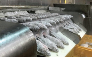 Kho báu dưới nước của Việt Nam 'hớp hồn' Mỹ, Brazil: thu về gần 100 triệu USD, một DN xuất khẩu có lợi nhuận tăng gấp 21 lần