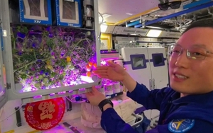 Trung Quốc lại khiến thế giới sửng sốt chỉ nhờ "khoe" cây cà chua sai trái: Công nghệ của họ đã đi quá xa