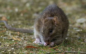 Ngửi thấy mùi này, chuột bị “áp đảo”, không dám bén mảng vào bếp nhà bạn nữa