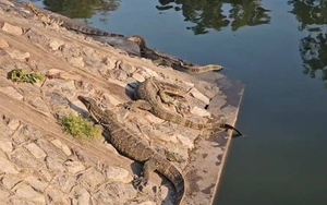 Gần 300 "quái thú" cỡ lớn tràn ra khu chợ đông đúc, người dân thấp thỏm vì chúng ngày càng dạn