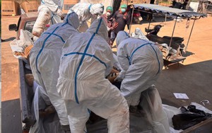 72 con hổ chết vì dịch bệnh tại Thái Lan, 108 người từng tiếp xúc đang được theo dõi sức khỏe