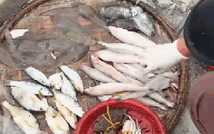 Loại cá mềm như cháo đang "cháy hàng" ngày đầu năm: Giá 1 triệu đồng/kg, có tiền chưa chắc mua được