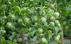 'Tin vui 500 triệu USD' từ châu Âu vừa báo về