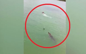 Bơi tại khu dự trữ sinh quyển, nam thanh niên bất ngờ bị "thủy quái" dài 3m truy đuổi