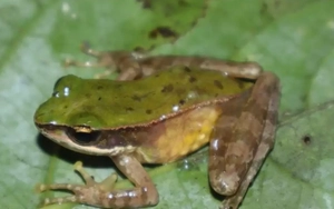 Phát hiện loài ếch mới tại Vườn Quốc gia Vũ Quang