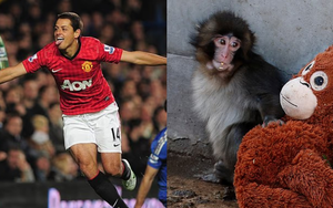 Cựu sao MU bật khóc nức nở khi xem video về chú khỉ Punch cô đơn gây sốt trên mạng