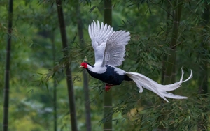 "Phượng hoàng trắng" lộ diện giữa đại ngàn lớn nhất Nghệ An