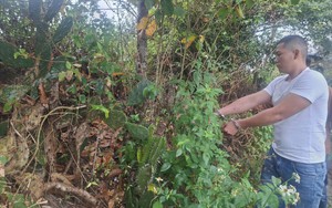 Bắt giữ kẻ 'cõng' 4 tiền án đi cướp vàng của người phụ nữ ở Đà Nẵng