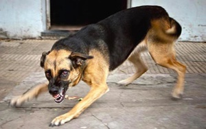 Báo động đỏ bệnh dại ở Đà Nẵng: Phát hiện 3 ổ dịch dại trên chó, 6 người bị phơi nhiễm sau Tết