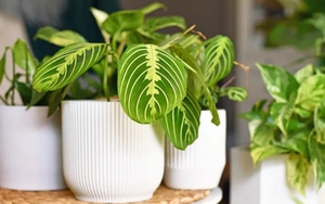 9 loại cây trồng trong nhà được ưa chuộng nhất năm 2026