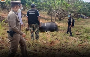 Ghé vườn nhãn, người phụ nữ sững sờ thấy sinh vật khổng lồ nằm bất động, hiện trường lập tức bị phong tỏa