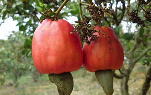 Béo không ngấy, giòn không cứng: Loại hạt Việt Nam xuất khẩu Top 1 thế giới, thu về 5 tỷ USD