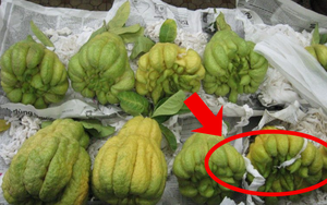 Mua Phật thủ thắp hương, không phải quả xanh, vỏ nhẵn, đây mới là quả người "sành" mua đầu tiên: Vì sao?