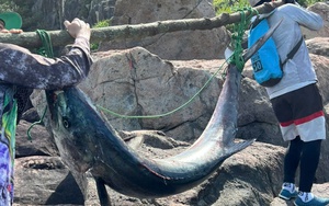 Người đàn ông Đà Nẵng câu được "thủy quái" nặng 63kg, phải khiêng hơn 300m đường núi để đưa lên bờ