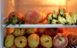 90% gia đình đang bảo quản trái cây sai cách, hỏng nhanh mà không hề hay biết