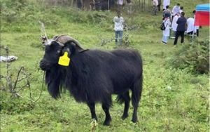 Mất tích 20 năm và từng bị liệt vào danh sách tuyệt chủng, tại sao loài dê này lại đột nhiên xuất hiện?