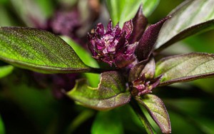 3 loại cây gia vị nên trồng trong năm Bính Ngọ