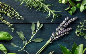 Top 5 loại cây thảo dược tốt nhất nên trồng trong năm Bính Ngọ