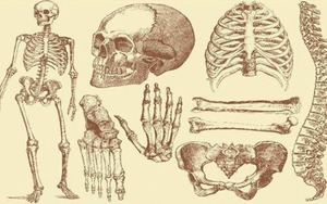 Con người sở hữu 206 khúc xương, nhưng người Trung Quốc lại chỉ có 204 khúc? Hai khúc xương bị thiếu đã đi đâu?