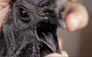 Nghề nuôi con kỳ lạ ở Việt Nam: Loài vật đen sì toàn thân, trứng giá cả triệu đồng vẫn không đủ bán