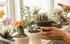 3 loại cây không nên đặt ở phòng ngủ "trong năm mang năng lượng Hỏa mạnh" Bính Ngọ