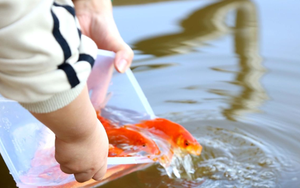 Cách thả cá tiễn ông Công ông Táo tròn vẹn giá trị, nghênh tài lộc