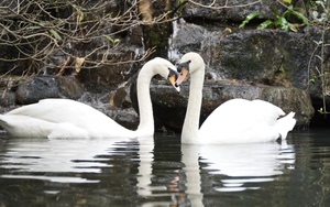 Cặp thiên nga trắng Dương - Hảo ở Thảo Cầm Viên tái hợp sau biến cố bị "bắt cóc", khoảnh khắc khiến du khách hò reo không ngớt