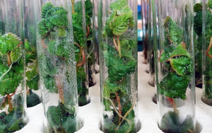 Phát minh của Mỹ làm rung chuyển ngành xây dựng: Tạo ra 'siêu gỗ' từ cây chỉnh sửa gen, có thể thay thế thép và bê tông