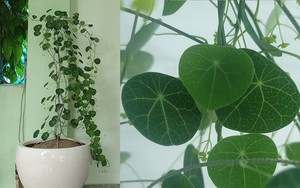 3 loại cây “hút” tài lộc, nên đặt trong nhà năm Bính Ngọ